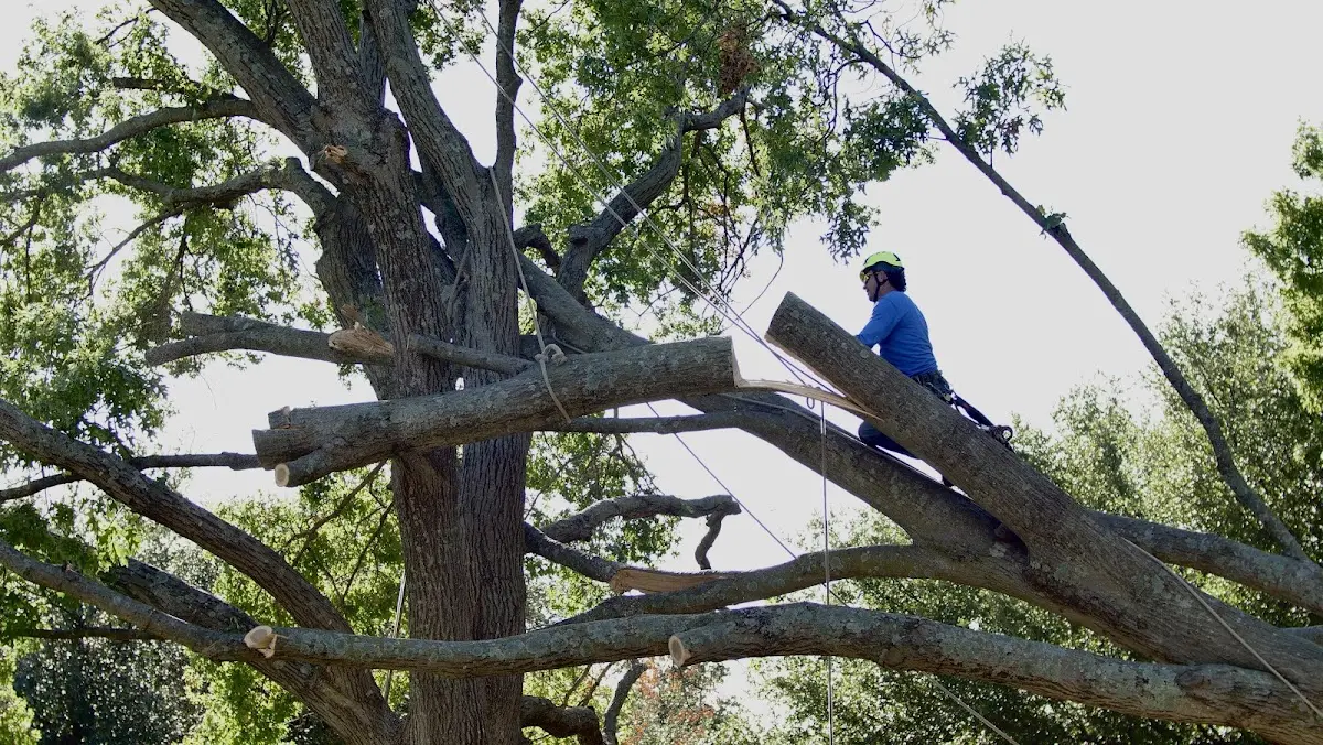 Professional Crown Thinning performed by certified arborists in Clint
