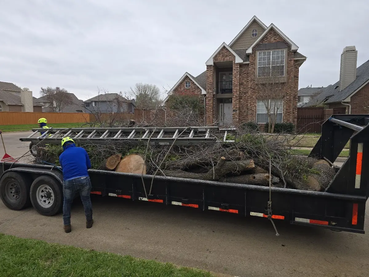 Expert Tree Pest Control with proper safety equipment in Clint